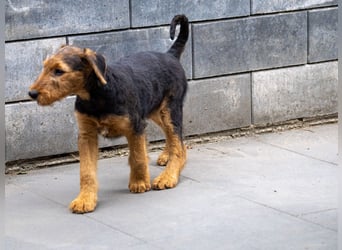 Airedale Terrier Welpe