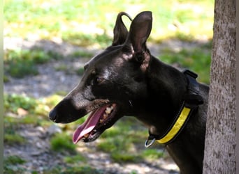 Dino2 03/2022 (ESP) - sehr verschmuster, aufgeschlossener und neugieriger Galgo Ingles!