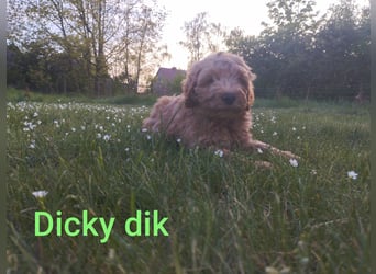 Wunderschöne Labradoodle Welpen, dürfen jetzt ausziehen!