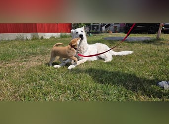 Shiba inu Welpen.   vom Haus Joe   ,Liebhaberzucht
