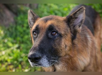 LOU - der brave, etwas ruhigere Rüde sucht ein liebevolles Für-Immer Zuhause