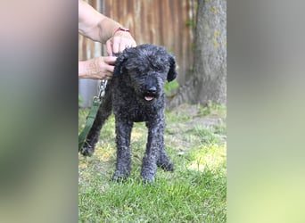 Tata SI - Liebevoller Rentner sucht Gnaden-Körbchen
