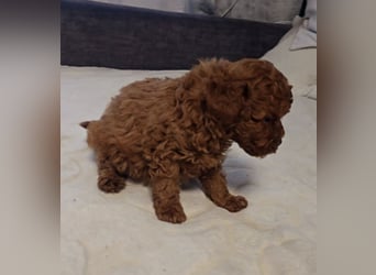 Tiny Asiatische Püppchen Toypudel Welpen