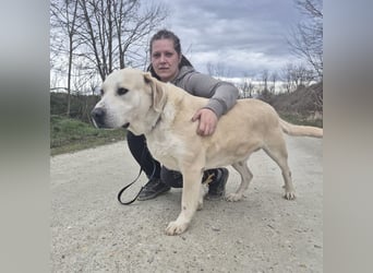 Thor ein Prachtexemplar