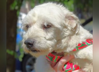 MARVIN, Malteser Mix