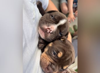 Exotic Bully Bulldog OEB Welpen Bulldogge