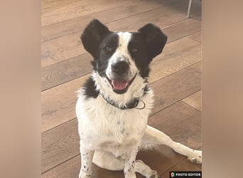 Frodo, gute Laune ist garantiert, PS in 86701 Rohrenfels