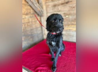 Luna, Schnauzer-Mix, Hündin, geb. 09.04.2024, ca. 40 cm, 8,6 kg