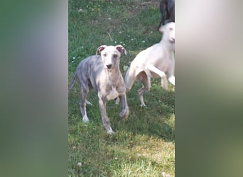 Whippetrüde - blaugestromt - bildschön und sehr lieb - sucht tolles Zuhause