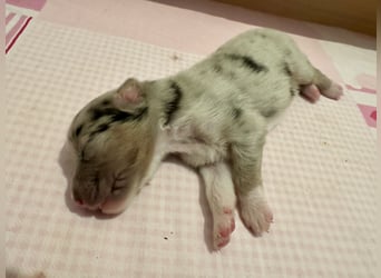 Blue Merle Rüde, Australian Shepherd