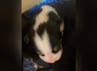 Wunderschöne Swissydog-Welpen mit Papieren - THERAPIEBEGLEITHUNDGEEIGNET