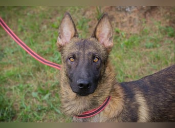Chip 231769: Sucht ein Zuhause
