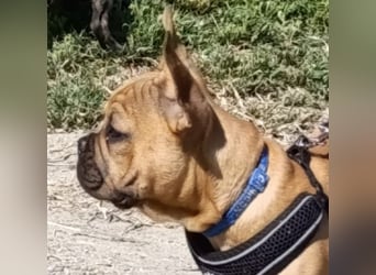 Französische Bulldogge reinrassig FCI (körperlich/genetisch getestet)