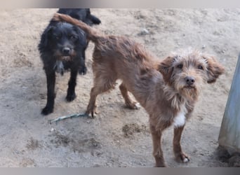 Curly, Mix Podengo / Labradoodle, lieb und sozial