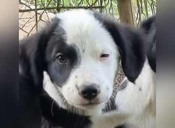 Duke....nicht das Phantom