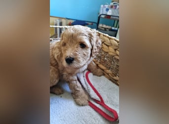 Labradoodlewelpen Rüden ab Mai abgabebereit