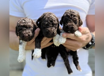 Lagotto Romagnolo, Welpen von ausgezeichneter Qualität