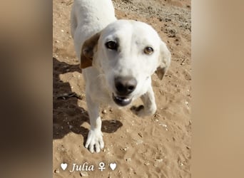 Julia, sehr kinderfreundliche Kokonidame, sucht ein Zuhause