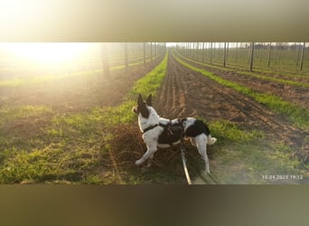 Oreo wartet in der Nähe von München