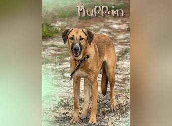 Muffin (weibl.), sucht liebevolle und geduldige Menschen!