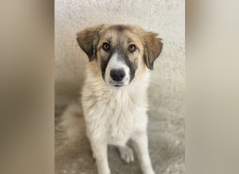 Renfri, geb. ca. 05/2024, lebt in GRIECHENLAND, im städt. Tierheim Serres