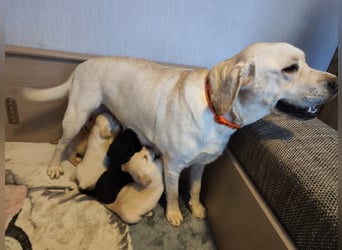 Wir haben ab 05.04. Reinrassige Labrador Welpen abzugeben