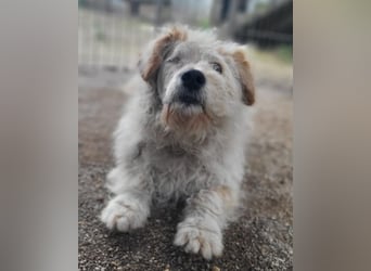 Lucky ❤️ fröhlich+aufgeweckt sucht dich!