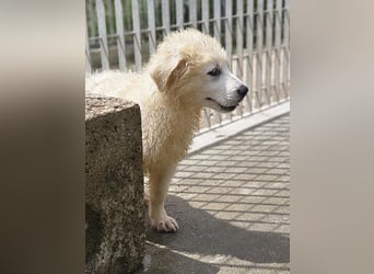 Miracola: kleine Zaubermaus sucht Dich