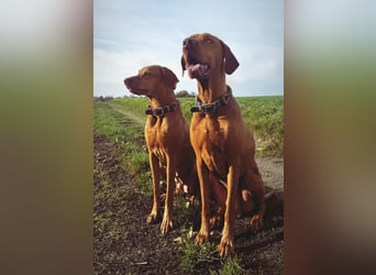 Magyar Vizsla Wurfankündigung