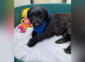 ULLI - Kleiner Puli-Mix Rüde sucht seine Familie
