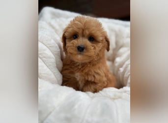 Maltipoo Malteser Toy Pudel Mix Welpen