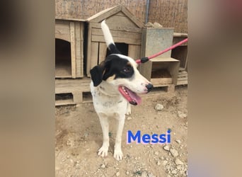 Messi, 01/23 - sportlicher Kumpel sucht seine Menschen