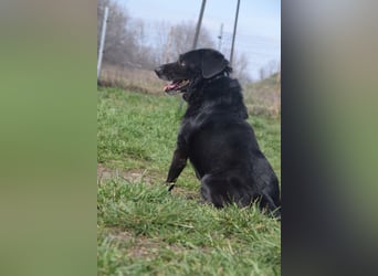Poldi - netter ruhiger Senior sucht Zuhause als Einzelprinz