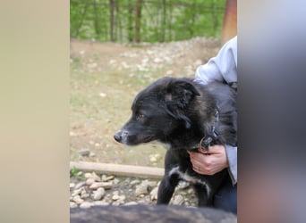 Zauberhafter LEWI - Herzenshund, Knutschkugel und Zuckerbub