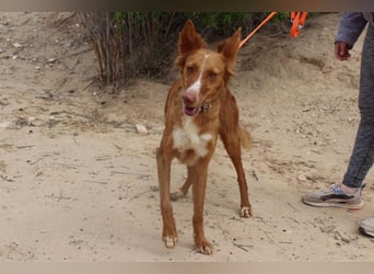 MOON-freundlich, offen, durch und durch sozial lieb sie den Kontakt zu Mensch und Hund