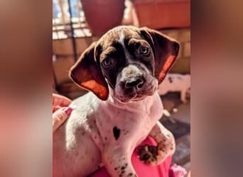 Cosmo sucht sein Glück