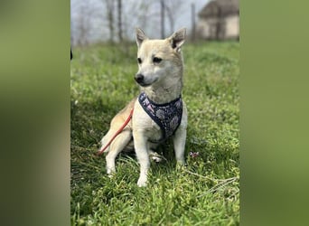 Kleine Ilvy sucht Menschen mit Herz