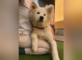 Josefina SR- Junge Maus sucht Familie