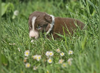 Border Collie Welpen -  Rüden und Hündin
