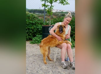 MARLEY-gutmütig, menschenbezogen, feine, höfliche wartet sehnsüchtig auf seine Familie