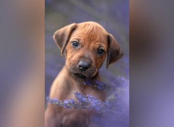 Rhodesian Ridgeback Welpen mit FCI-Ahnentafel