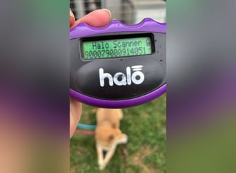 Kira PP – sensible Shiba Inu-Dame sucht einfühlsame Menschen