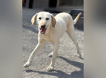 Zuckersüße Labi-Mix-Schnute ♥Chica♥ wartet schon darauf von dir gesehen zu werden