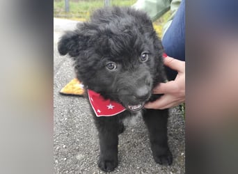 Teddy ein süßer Spatz