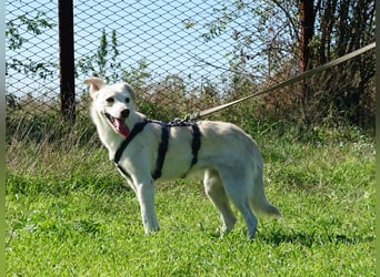 Lissy sucht eine liebevolle Familie