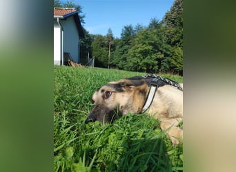 Buddy Schäferhund Mischlingsrüde Mischling Rüde Junghund sucht Zuhause oder Pflegestelle