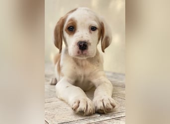 Jeno, geb. ca. 12/2024, lebt in GRIECHENLAND, auf einer privaten Pflegestelle