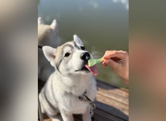 Not just a siberian husky boy - a soulmate on four paws