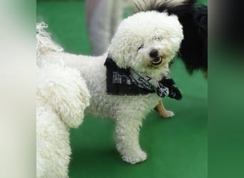 BUBI Bichon Mix