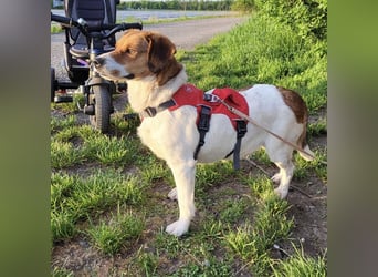 Pippa eine Kinderliebende Hündin